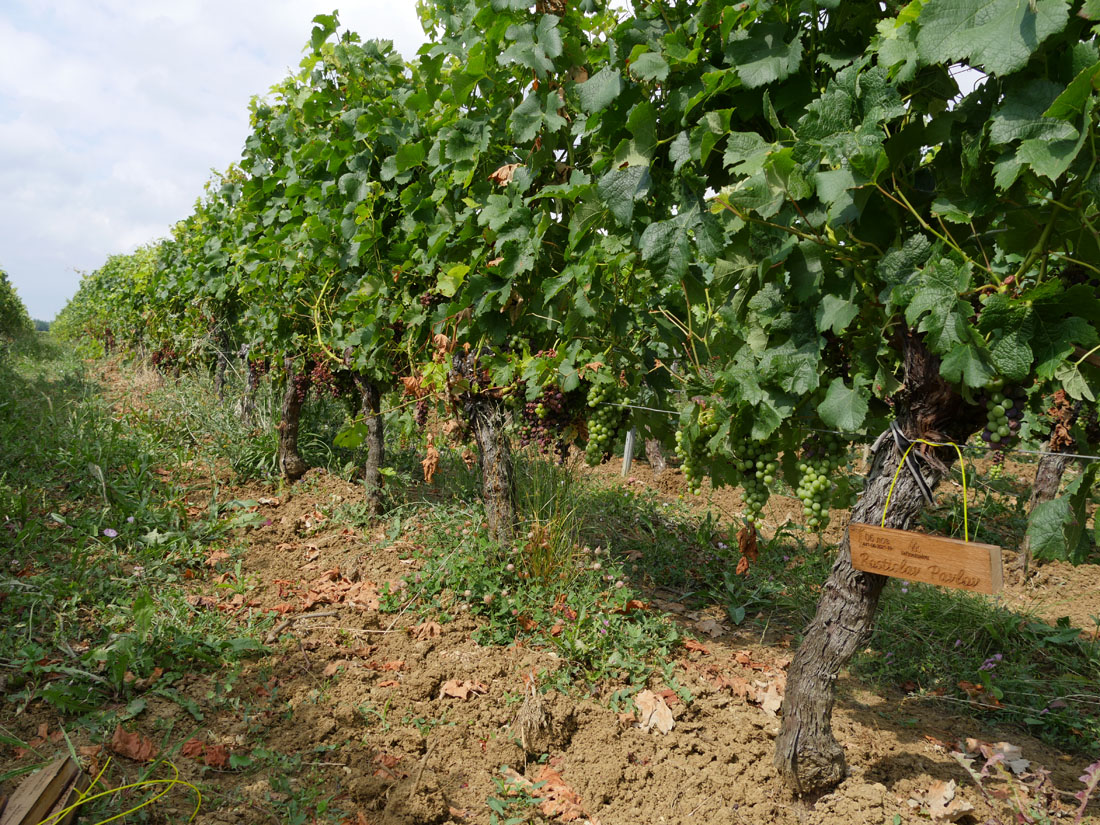 Виноградник на урожай